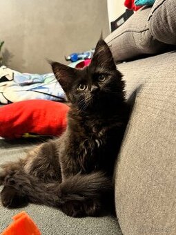 Mainska myvalia-maine coon