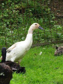 Predám indické bežce