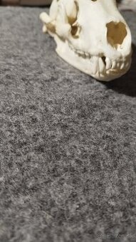 Predám lebku jazveca parožie, zhody, trofeje.