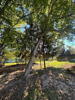 ponúkam 3ks orechov