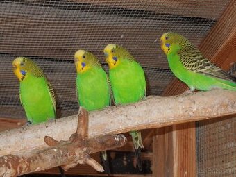 Prírodné andulky - 1