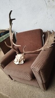 Predám trofej Daniela parožie zhody trofeje.