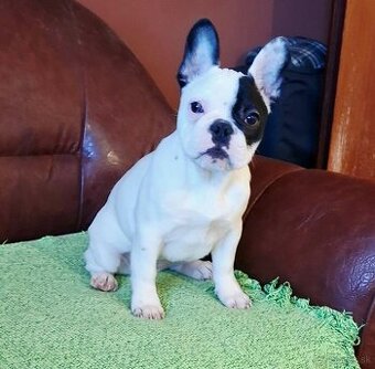 Francúzsky buldoček – krásne šteniatko feny