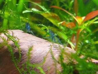 Neocaridina Blue Dream – 1 € / ks – vlastný chov