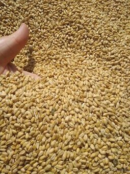 Predám pšenicu, zeleninu a ovocie