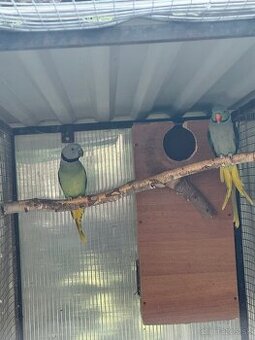 Chovný pár Alexander šedý/holubí