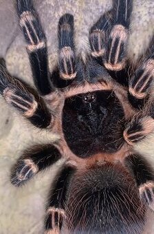 Tarantula,vtackár