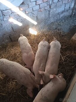 Predám odstavcata