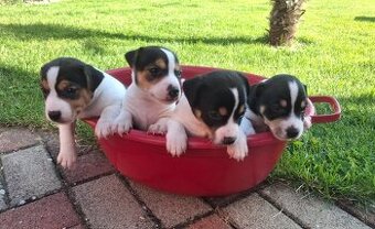 Jack Russell teriér šteniatka