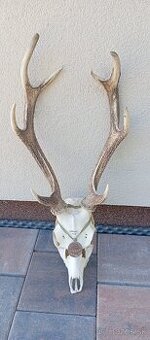 Trofej jelena díky, paroží. - 1