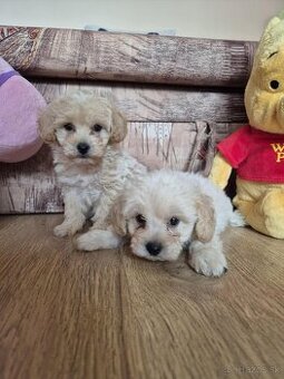 Maltipoo