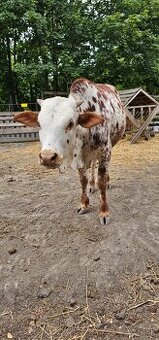 Predám Zebu