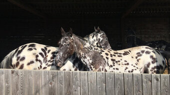 Appaloosa