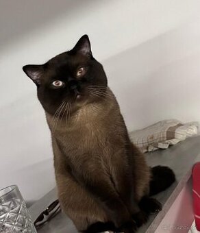 Škótsky kocúr na krytie