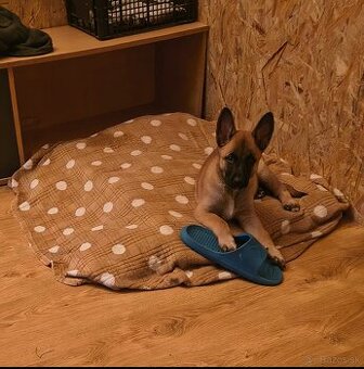 Fenka Belgický ovčiak malinois bez PP