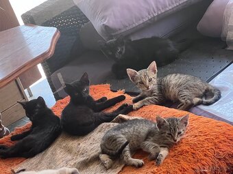 Darujem mačiatka cca 3 mesačné