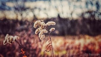 Jupirer-11 / 135mm f4 M39 KMZ