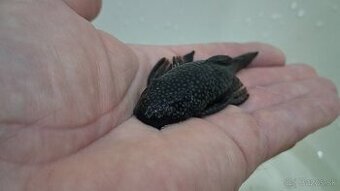 Prísavník obyčajný