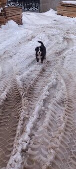 Bernský salasnicky pes