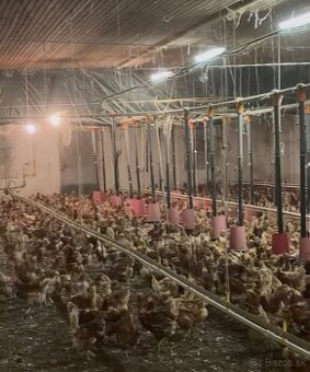 Sliepky na vajcia 3,70€