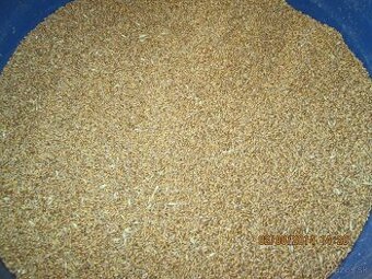 Krmnu pšenicu kúpim