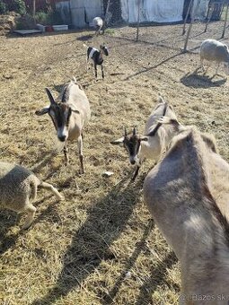 Predám ovečky a kozičky