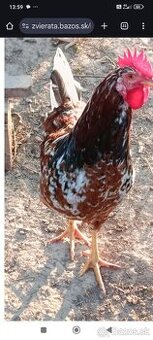 Predám kohúta švédska kvetina