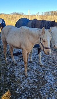 Roční qh hřebeček reining původ