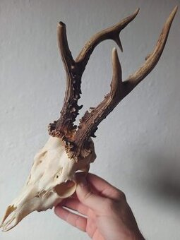 Trofej trofeje parohy parožie zhody