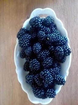 Beztŕňové černice