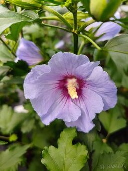 Hybiscus