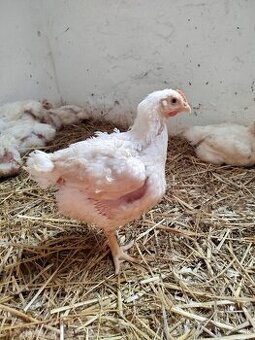 Brojlerove kurčatá