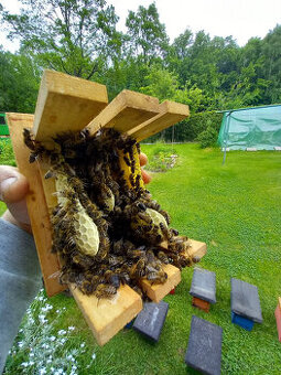 Včeli matky Singer F-1 puvod Rakousko 2026