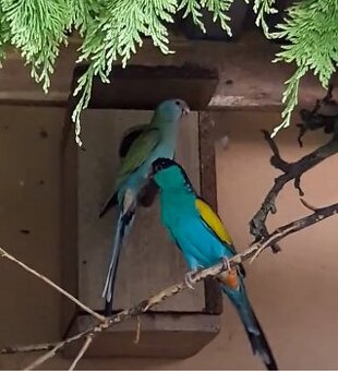 Papagáj Hoodedov  do chovu.