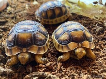 POSLEDNE KUSY korytnačka Testudo marginata