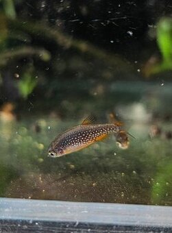 Razbora galaxy, anubias