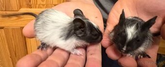 Osmak degu- samceky narodene 31.3.  - 4 ks