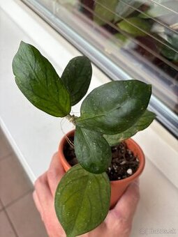 Hoya 2