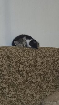 Maciatka