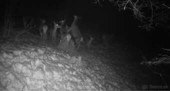 LIVE 4G Fotopasca WILDLIFE-H10 Okamžité zábery do mobilu