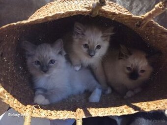 Ragdoll