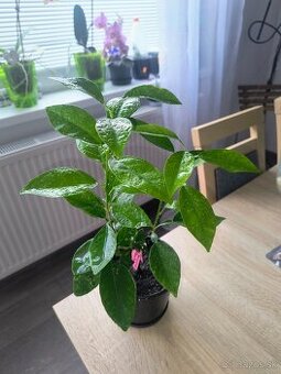 Predám citrusový stromček-záhradu