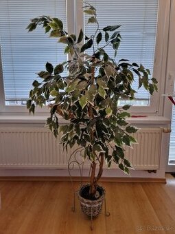 Predám umelý fikus 140cm