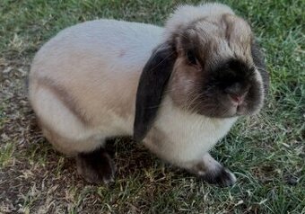 Bea na adopciu