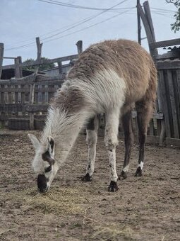 Lama krotká