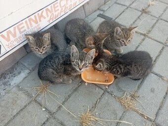 Darujem mačiatka