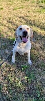 Labrador