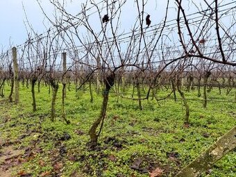 VINICA | VLASTNÁ ÚRODA | VÝBORNÉ PODMIENKY | CHOTÍN - 1