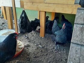 Násadové vajcia a kuriatka Australorpka čierna