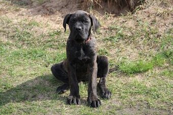 Fenka Cane Corso s PP